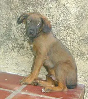 Cachorro ra a SRD idade 2 a 6 meses nome Principe e Princesa