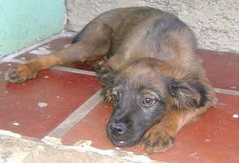 Cachorro ra a SRD idade 2 a 6 meses nome Principe e Princesa