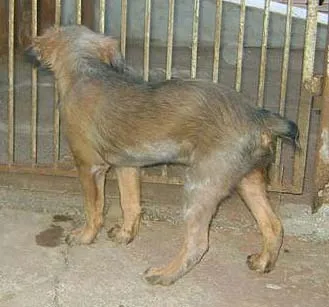 Cachorro ra a SRD idade 2 a 6 meses nome Principe e Princesa