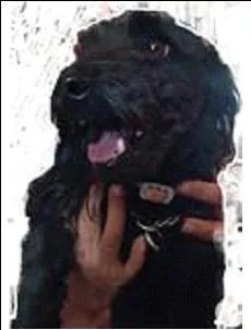 Cachorro raça COCKER SPANIEL idade 7 a 11 meses nome ENCONTRADO - COCKER