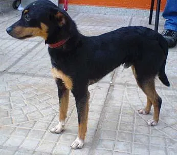 Cachorro ra a Pincher idade 1 ano nome Encontrado DOURADOS-MS