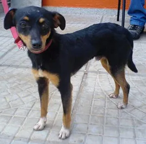 Cachorro raça Pincher idade 1 ano nome Encontrado DOURADOS-MS