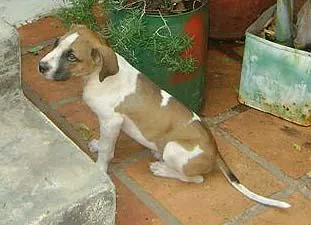 Cachorro ra a SRD idade 2 a 6 meses nome Puff