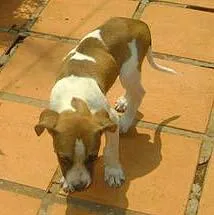 Cachorro raça SRD idade 2 a 6 meses nome Puff