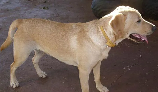 Cachorro ra a LABRADOR idade 1 ano nome DORA