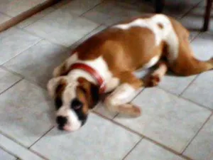 Cachorro raça Boxer idade 2 anos nome Procuro Dourados-MS