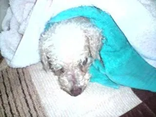 Cachorro ra a Poodle idade 2 anos nome Encontrado Dourados-MS