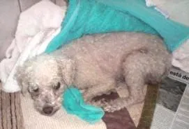 Cachorro raça Poodle idade 2 anos nome Encontrado Dourados-MS