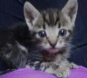 Gato ra a SRD idade Abaixo de 2 meses nome Novinhos