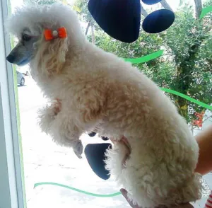 Cachorro raça Poodle idade 2 anos nome PROCURA DONO