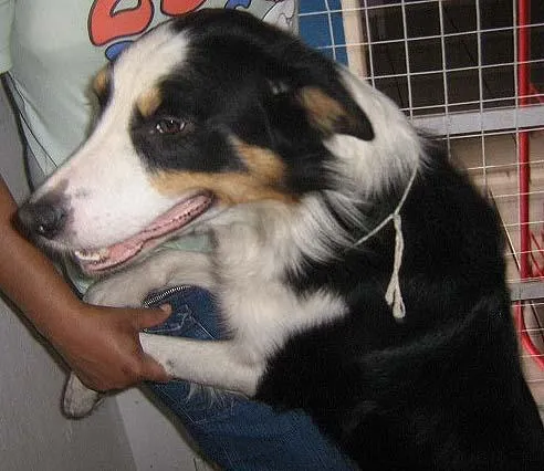 Cachorro ra a Boder Collie idade 2 anos nome Encontrado