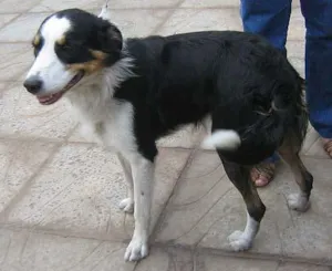 Cachorro raça Boder Collie idade 2 anos nome Encontrado