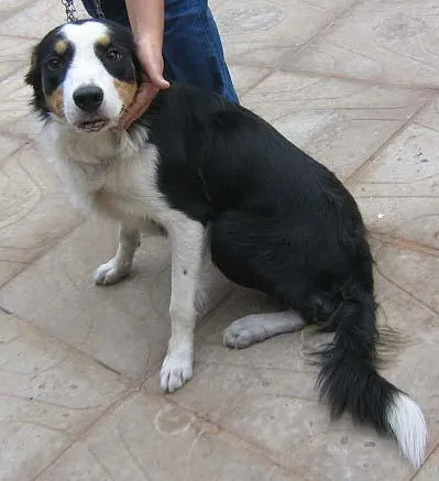 Cachorro ra a Boder Collie idade 2 anos nome Encontrado