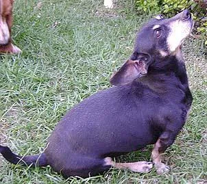 Cachorro ra a Basset idade 6 ou mais anos nome PUROS