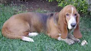 Cachorro raça Basset idade 6 ou mais anos nome PUROS