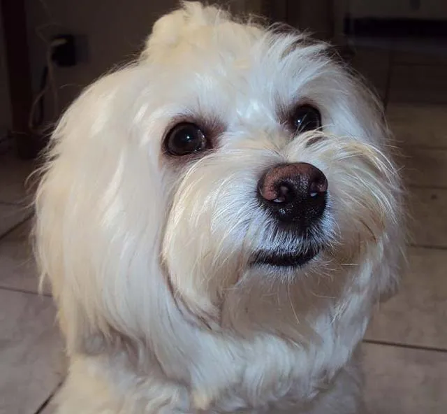 Cachorro ra a Maltês idade 1 ano nome Procura RECOMPENSA