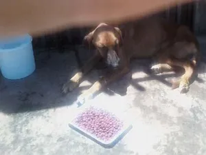 Cachorro raça SRD idade 1 ano nome ex-Magrelinha