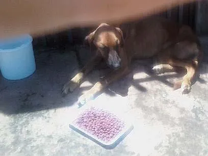 Cachorro ra a SRD idade 1 ano nome ex-Magrelinha