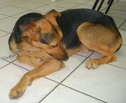 Cachorro ra a SRD idade 2 anos nome Apolo e Luna