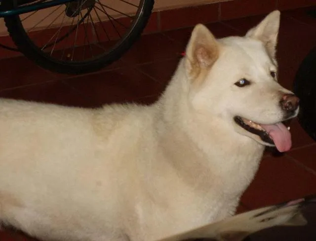 Cachorro ra a Akita idade 3 anos nome Nana