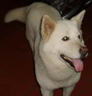 Cachorro raça Akita idade 3 anos nome Nana