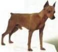 Encontrada Pincher