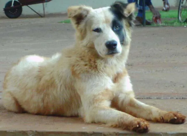 Cachorro ra a SRD idade 2 anos nome Procura DONO