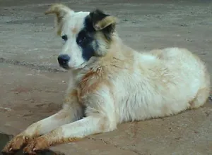 Cachorro raça SRD idade 2 anos nome Procura DONO