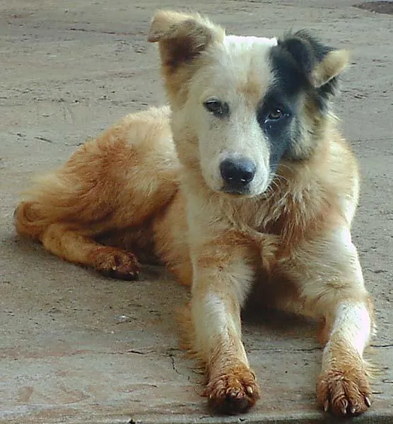 Cachorro ra a SRD idade 2 anos nome Procura DONO