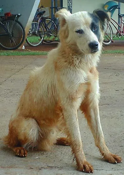 Cachorro ra a SRD idade 2 anos nome Procura DONO