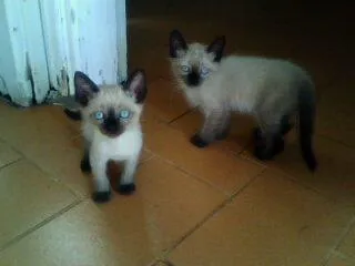 Gato ra a Siamês idade Abaixo de 2 meses nome Bebes lindos!