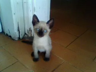 Gato ra a Siamês idade Abaixo de 2 meses nome Bebes lindos!