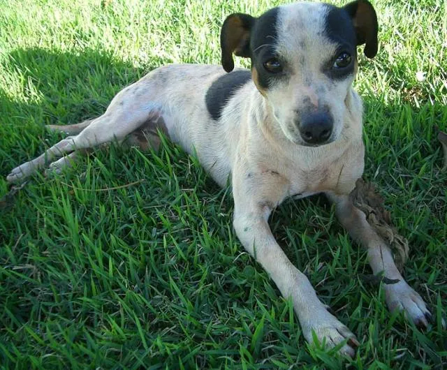 Cachorro ra a MestFOX idade 1 ano nome ENCONTRADA