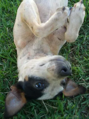 Cachorro raça MestFOX idade 1 ano nome ENCONTRADA