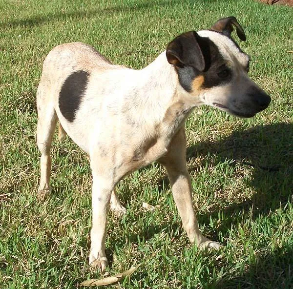 Cachorro ra a MestFOX idade 1 ano nome ENCONTRADA