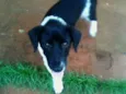 Cães da Cleusa.