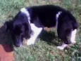 Cães da Cleusa.