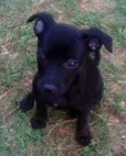 Cães da Cleusa.