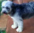 Cães da Cleusa.
