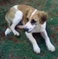 Cães da Cleusa.