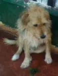 Cães da Cleusa.