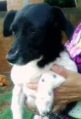 Cães da Cleusa.