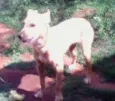 Cães da Cleusa.