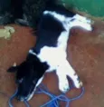 Cães da Cleusa.