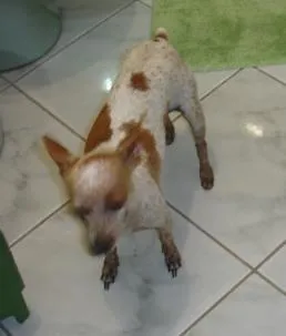 Cachorro ra a SRD idade 2 anos nome Procura BELINHA