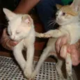 Gatinhos LINDOS