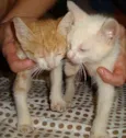 Gatinhos LINDOS