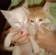 Gatinhos LINDOS