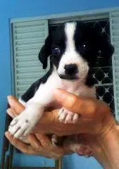 Cachorro ra a SRD idade Abaixo de 2 meses nome Lindos filhotes - C