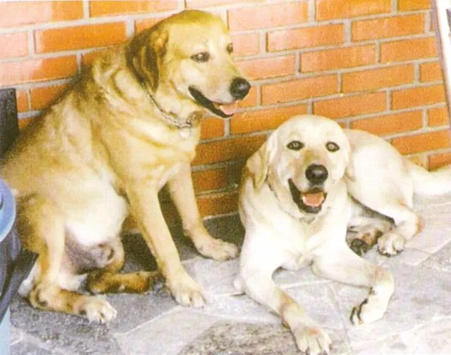 Cachorro ra a labradores idade 4 anos nome Chico e Bizu